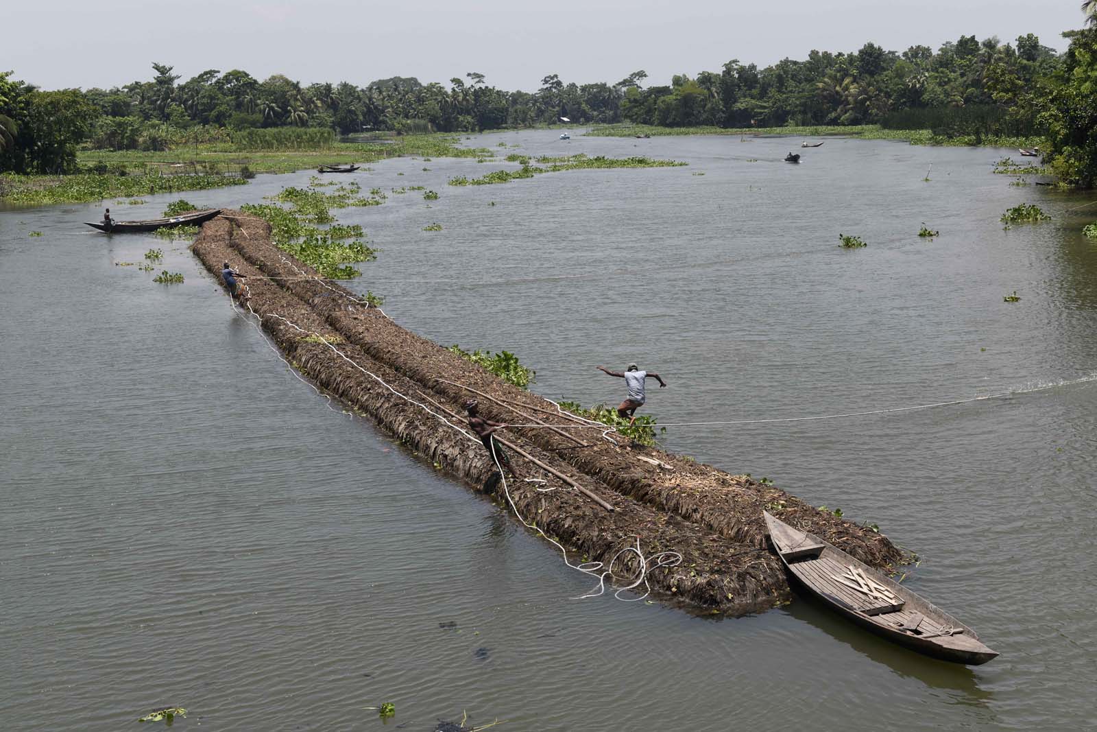 People transport floating beds towards a farm on the Belua River in Pirojpur district. Farmers buy each bed for BDT 7000–8000 (US$63–73).
